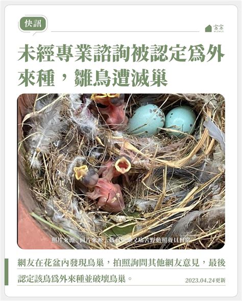 鳥巢怎麼處理|【家有鳥巢怎麼辦】家有鳥巢別慌張！專家教你與鳥兒。